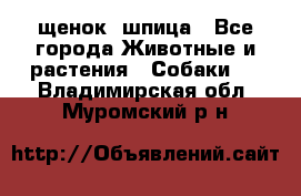 щенок  шпица - Все города Животные и растения » Собаки   . Владимирская обл.,Муромский р-н